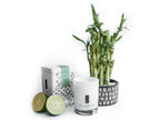 Meditation - Bamboo, Amber and Aloe Soy Candle